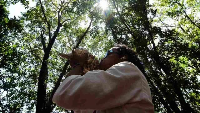 Ritual Maya