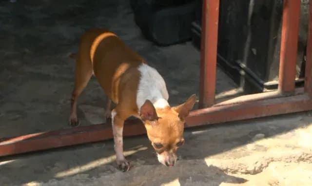 Perro en abandono