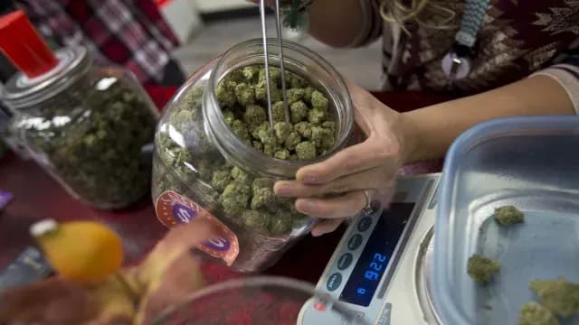 Producción legal de marihuana en EUA
