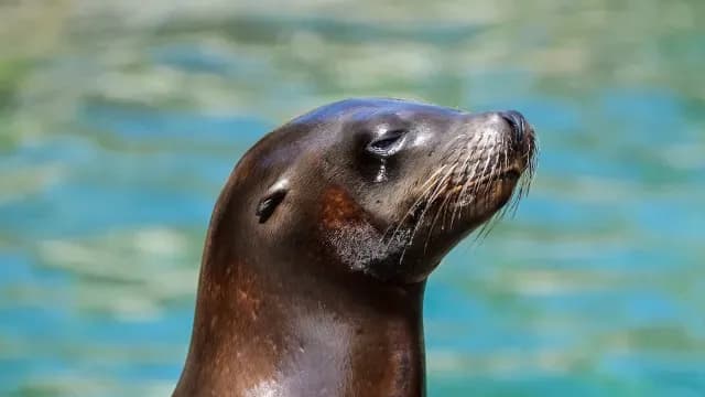 Focas ayudan a mapear el oceáno Antártico