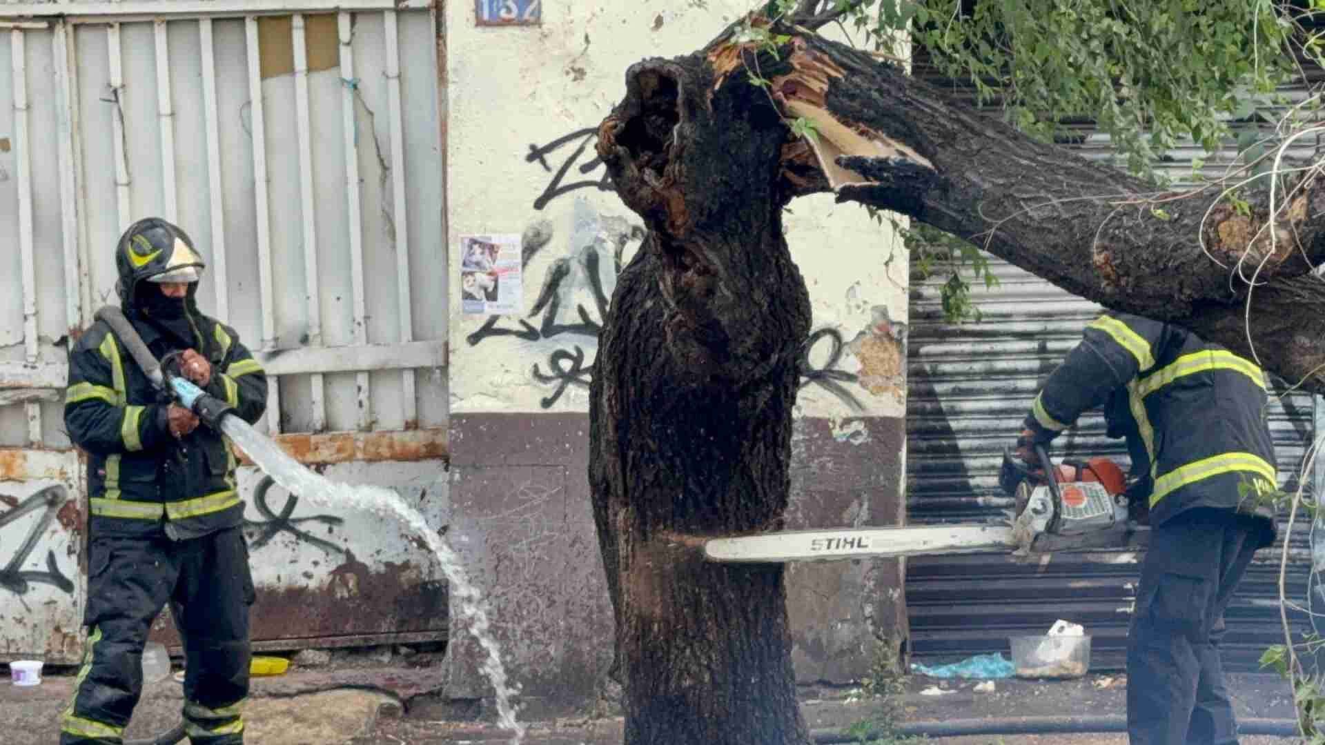 Emergencia por Caída de Árbol con Panal de Abejas en Colonia Vallejo, en la GAM