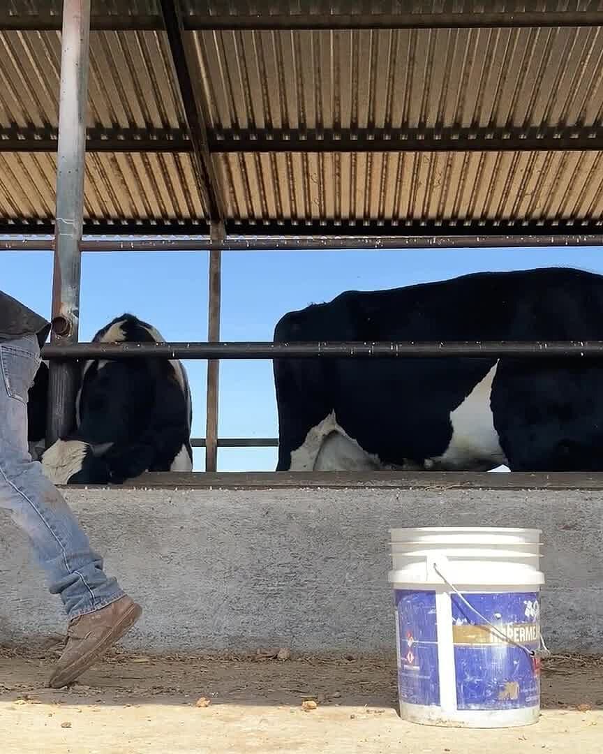 Reportan Más de 40 Casos de Gusano Barrenador en Pinal de Amoles, Querétaro