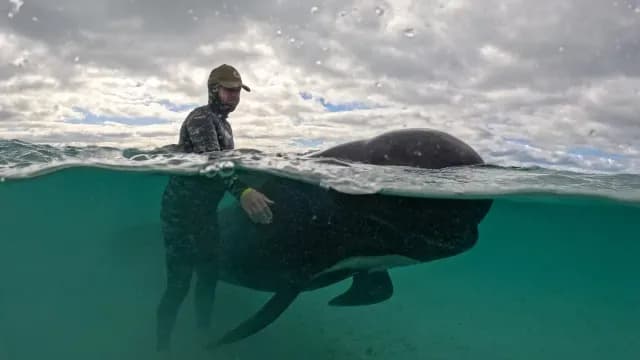 Ballenas Piloto en Australia quedan varadas
