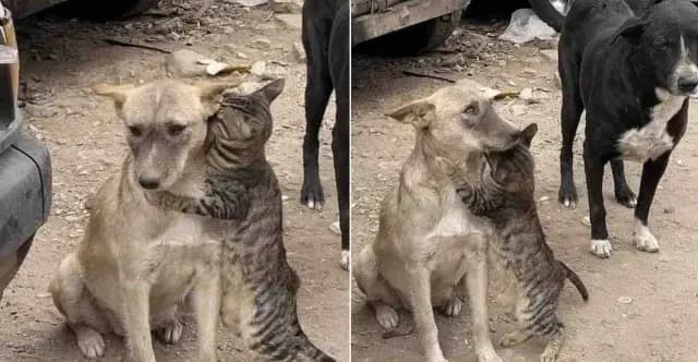 Gato abraza a perro tras temblor