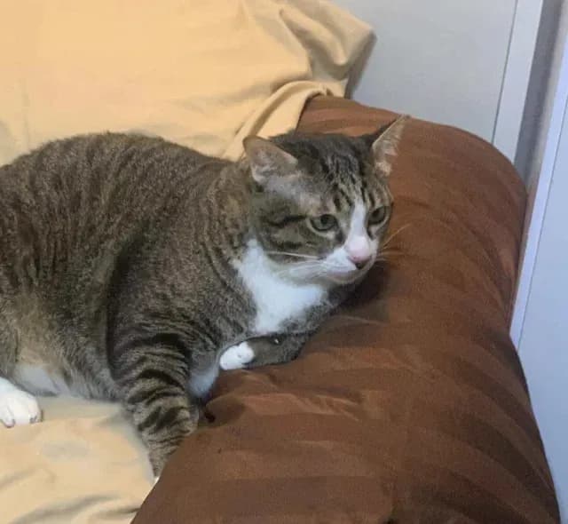 Gato Shifu en un sillón