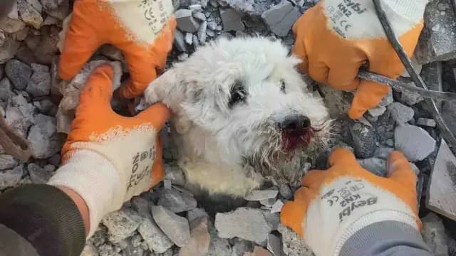 Perro es rescatado en Turquía.