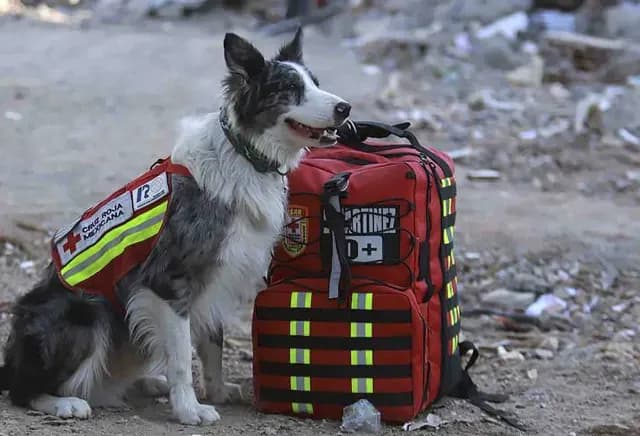 Perro rescatista mexicano de la Cruz Roja