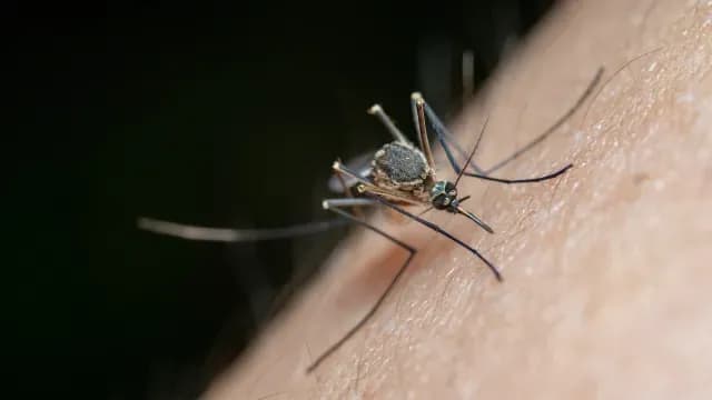Mosquito picando un humano