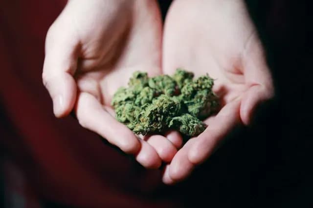 Persona sostiene flor de cannabis