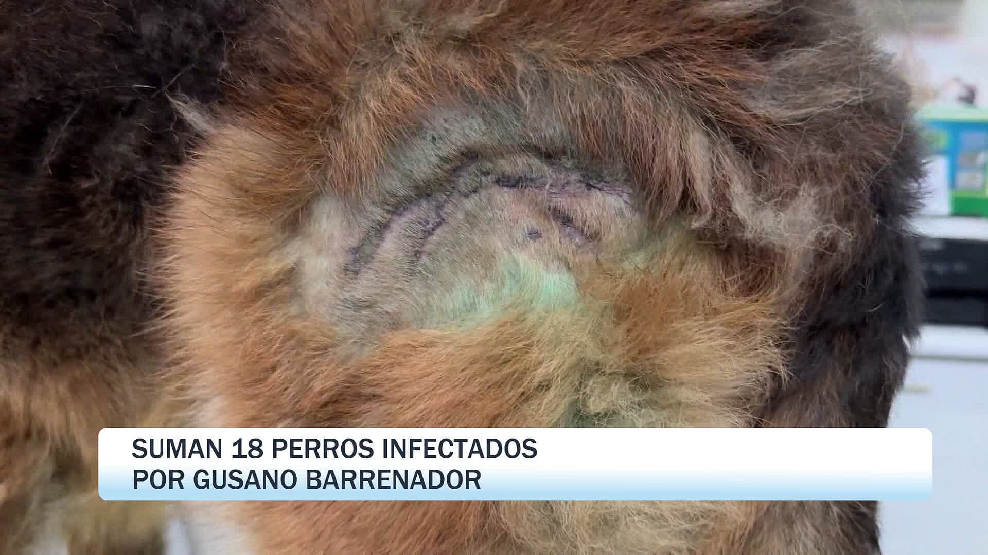 Se Han Registrado 18 Casos de Gusano Barrenador en Perros en Jalisco