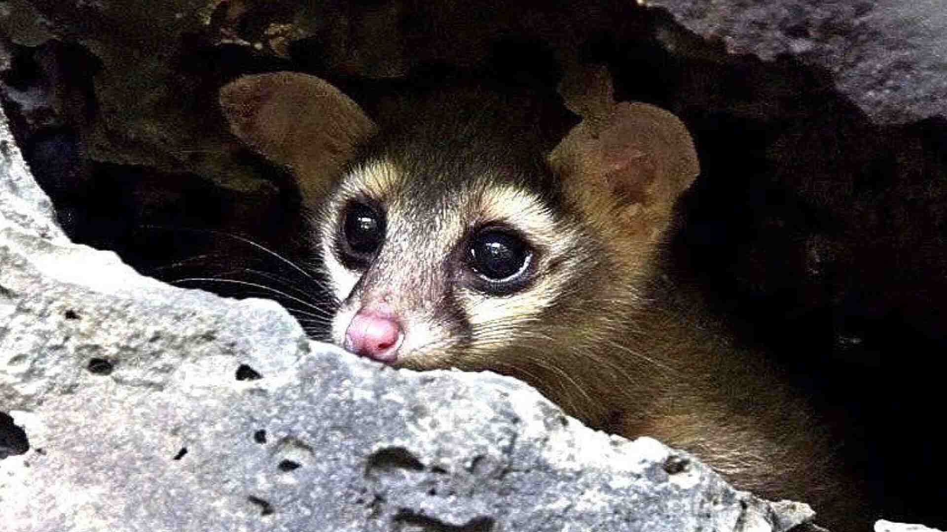 ¿Por Qué No Debes Alimentar a un Cacomixtle? Expertos de la UNAM lo Explican
