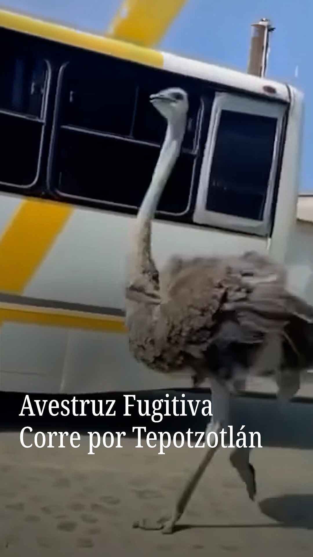 Avestruz Fugitiva Corre por Tepotzotlán