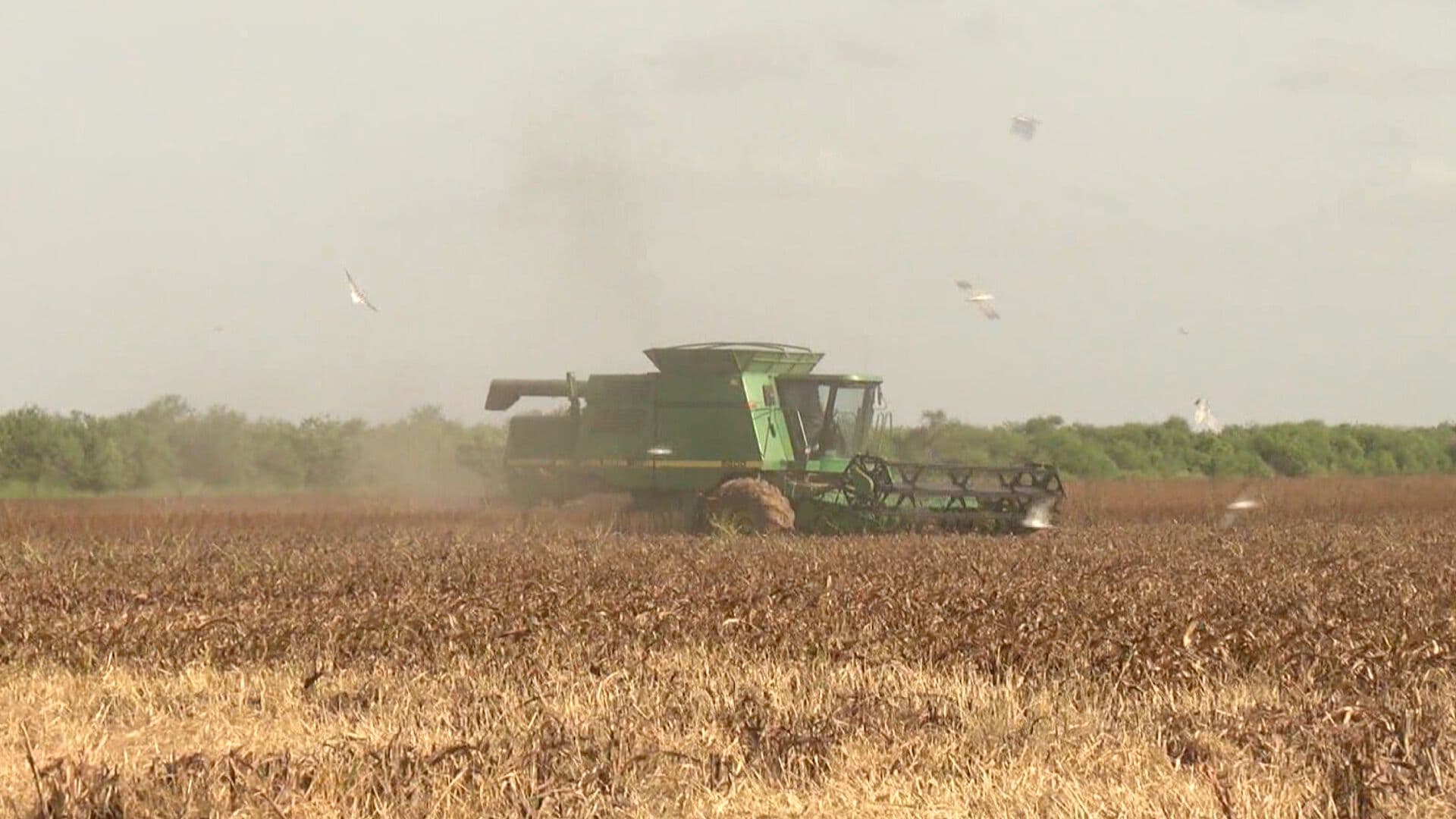Recientes Lluvias en Tamaulipas Han Generado Afectaciones al Campo de Sorgo