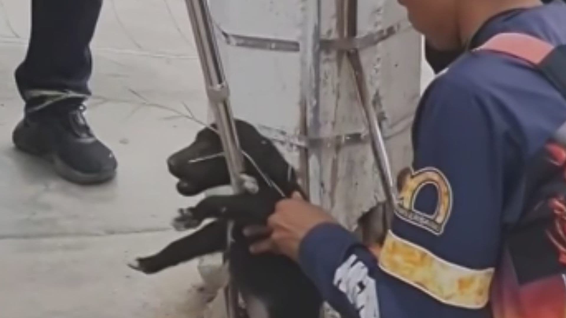 VIDEO: Momento en que Rescatan a un Cachorrito Atrapado en Registro de CFE en Sonora