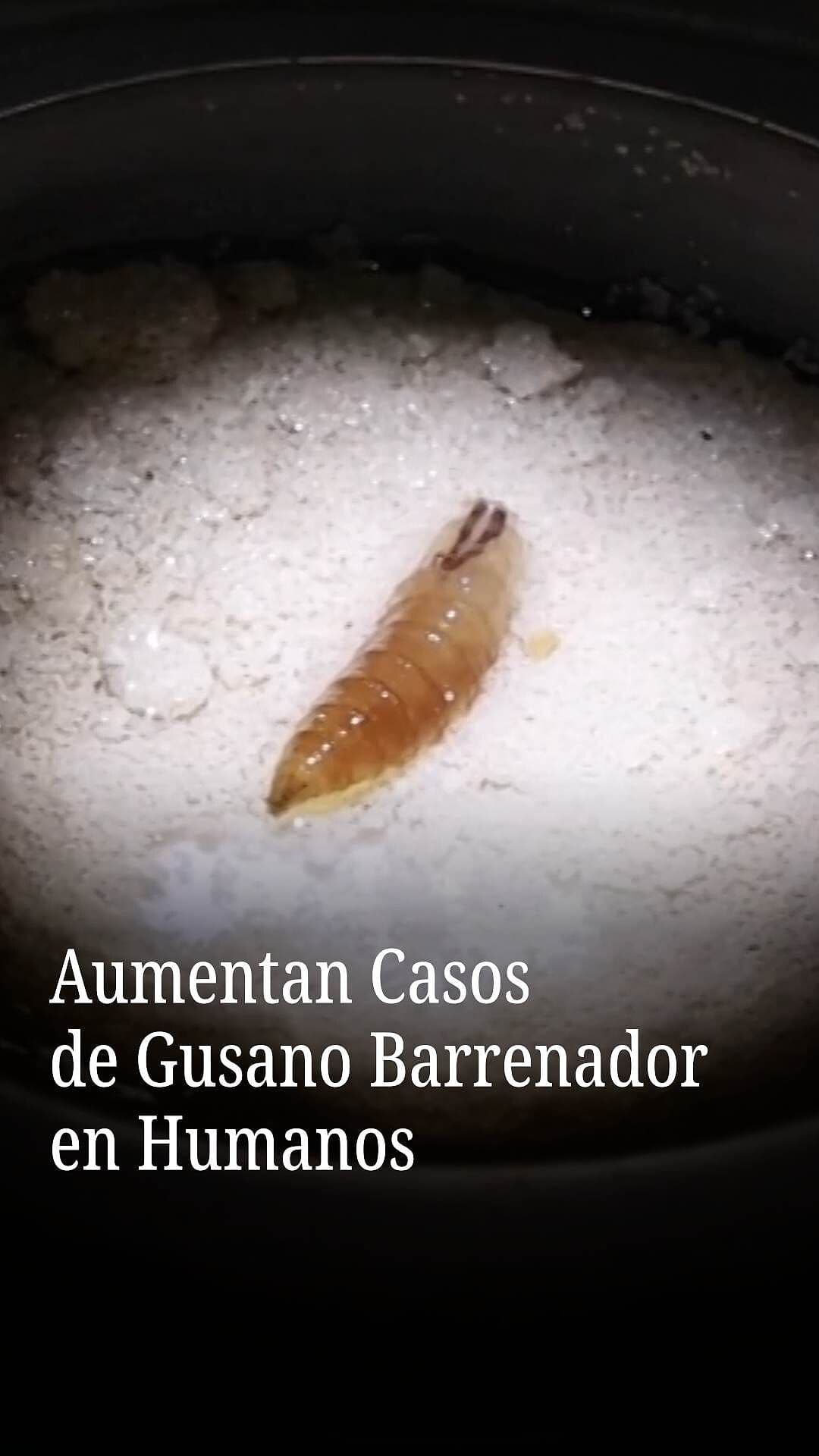 Aumentan Casos de Gusano Barrenador en Humanos