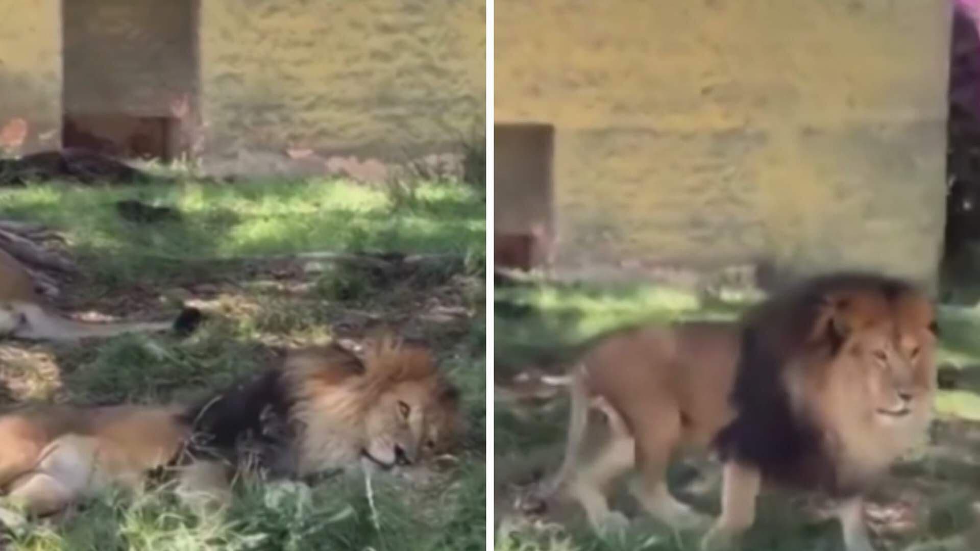 VIDEO: León es Agredido con una Piedra Mientras Descansaba en Zoológico de Guadalajara
