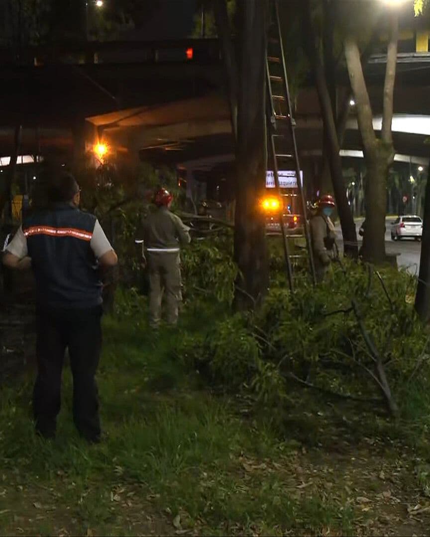 ¿Qué Pasó Hoy en el Tren Ligero? Sin Servicio entre Huipulco y Xomali por Caída de Rama