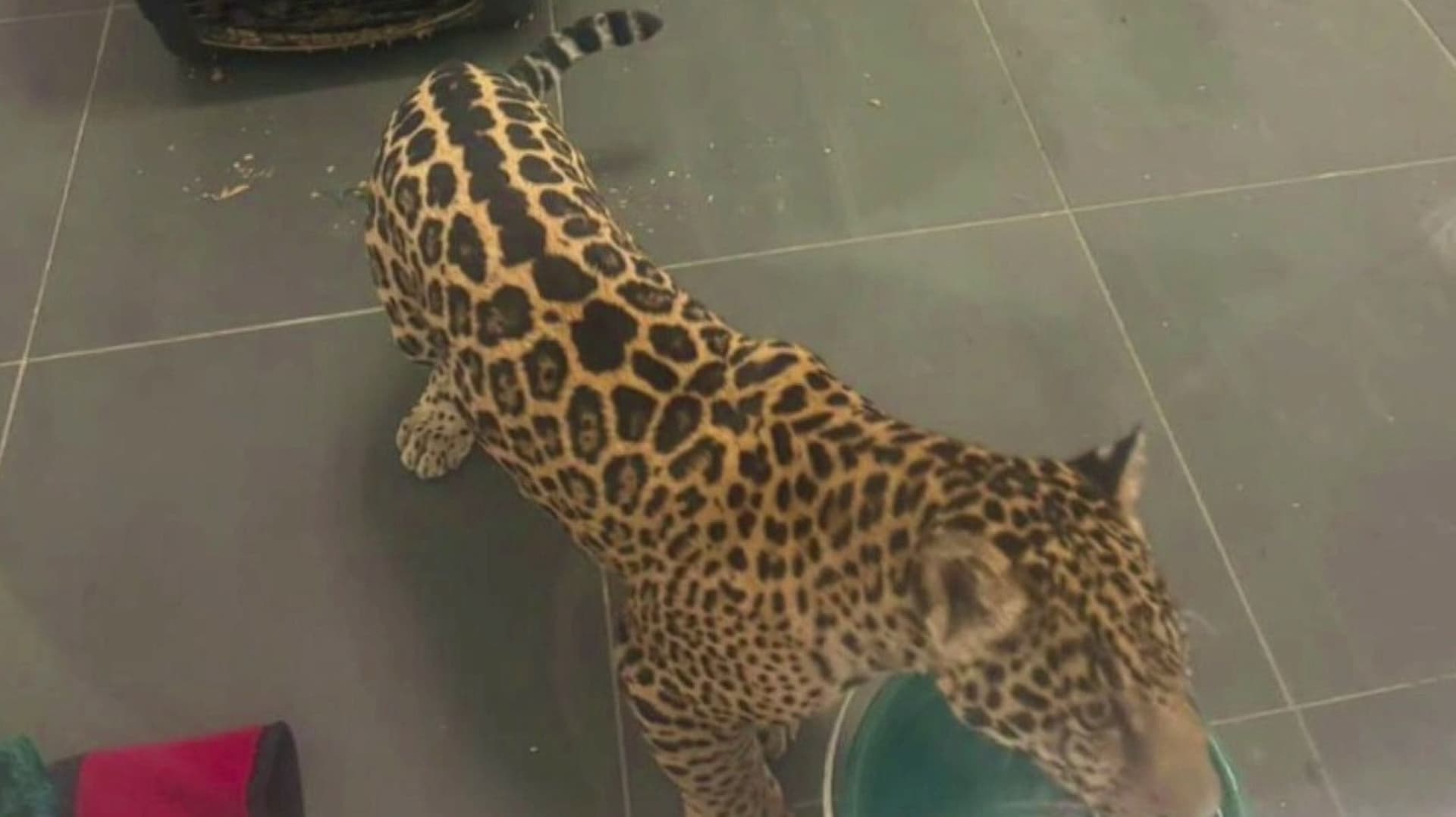 Rescatan Jaguar en Michoacán; Detienen a Mujer que No Pude Acreditar Su Posesión Legal