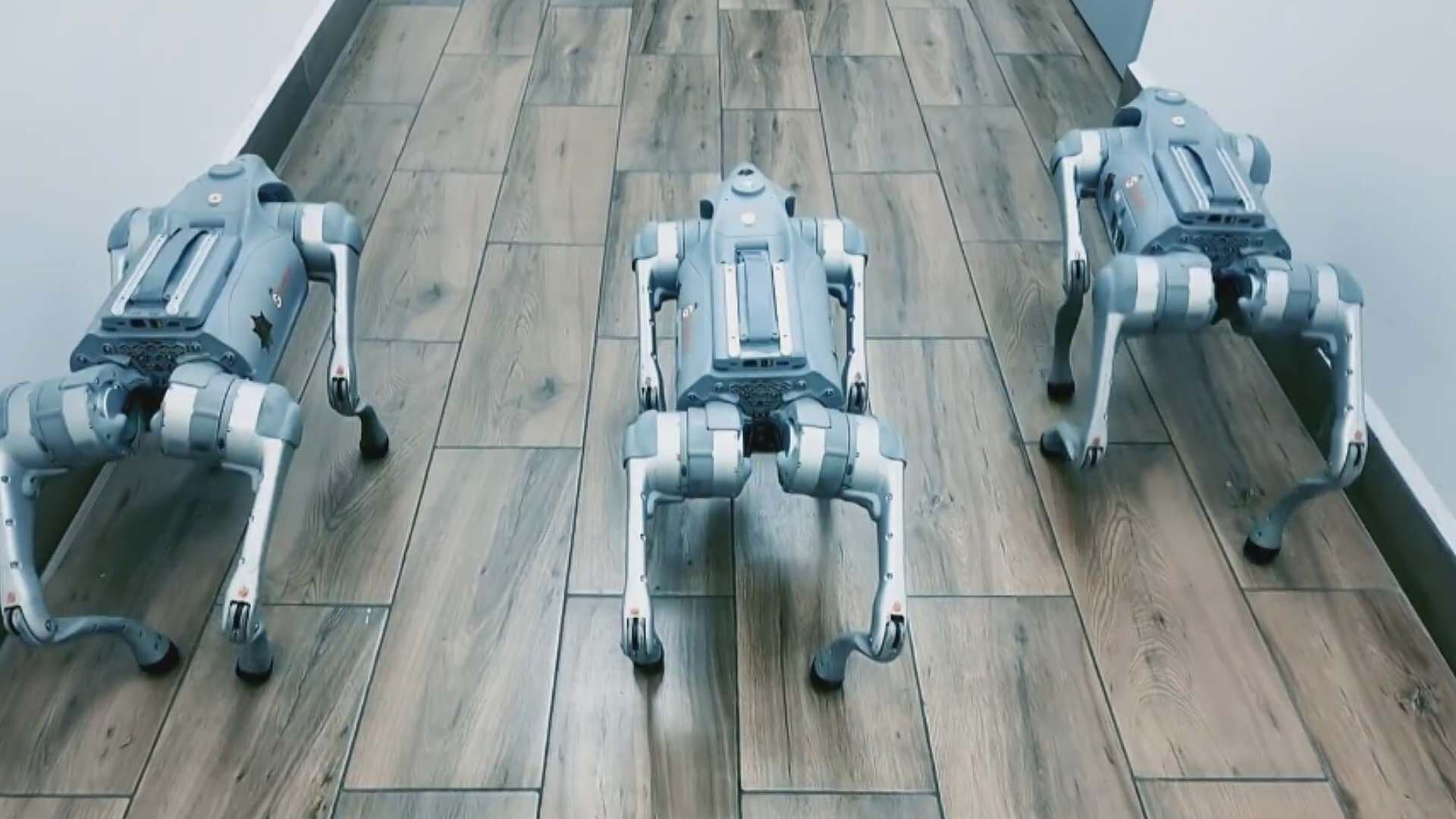 Así son los Perros Robot de Guadalupe, Nuevo León: Soportan Hasta 70 Grados