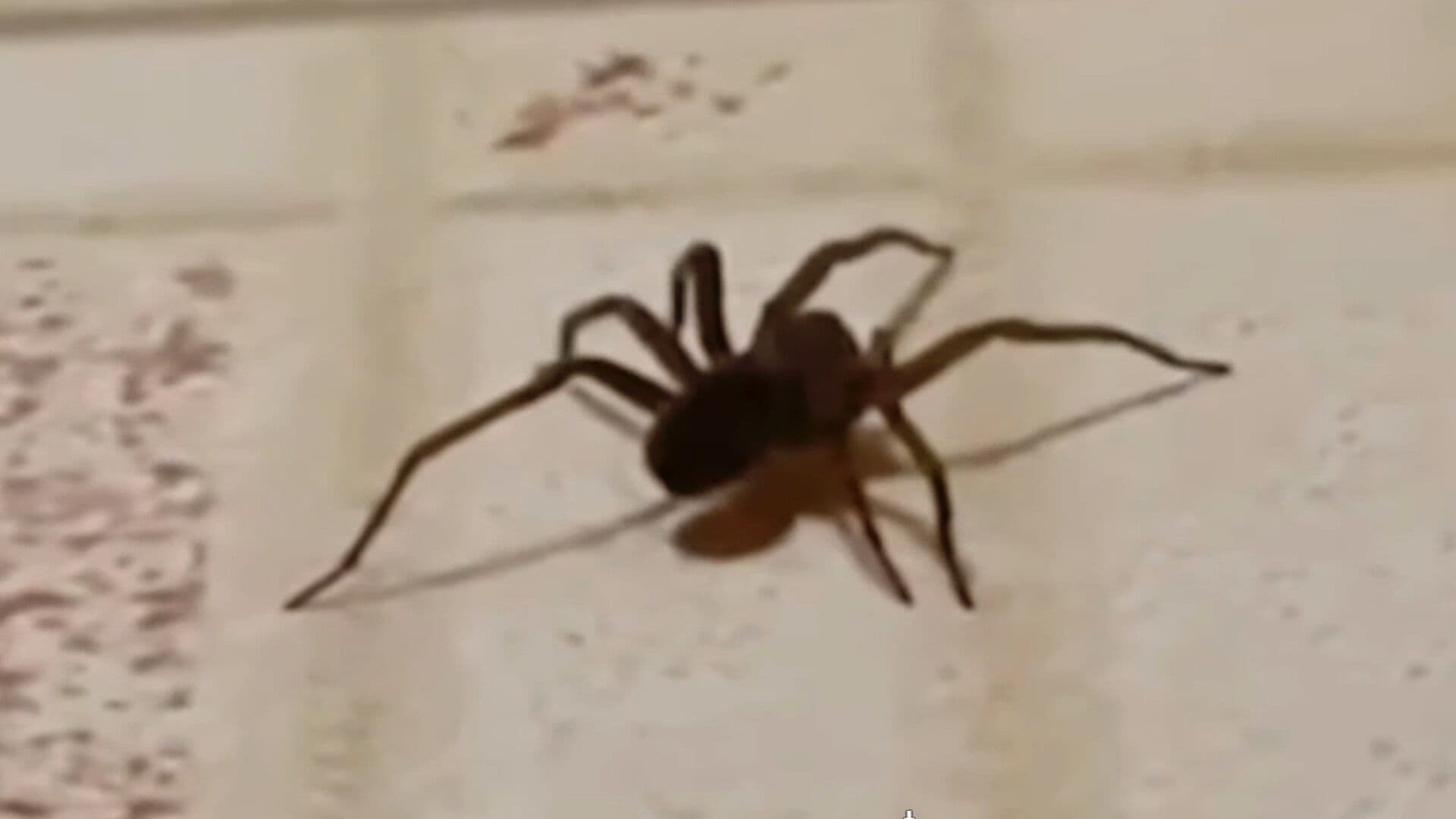 Alertan Sobre la Picadura de la Araña Violinista en Temporada de Lluvias en Guanajuato