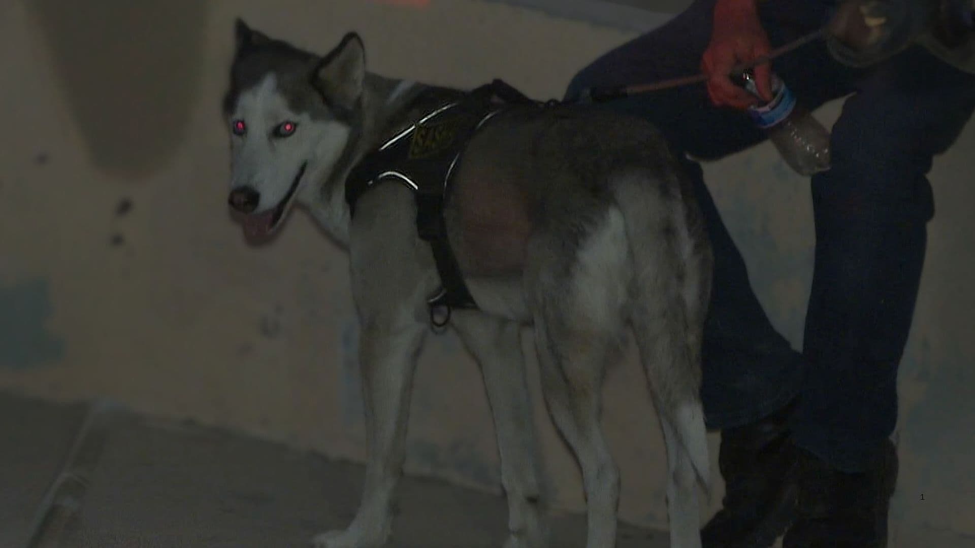 Dueño de Husky que Atacó a Niño en Ciudad Juárez Pide que le Regresen a Sasha