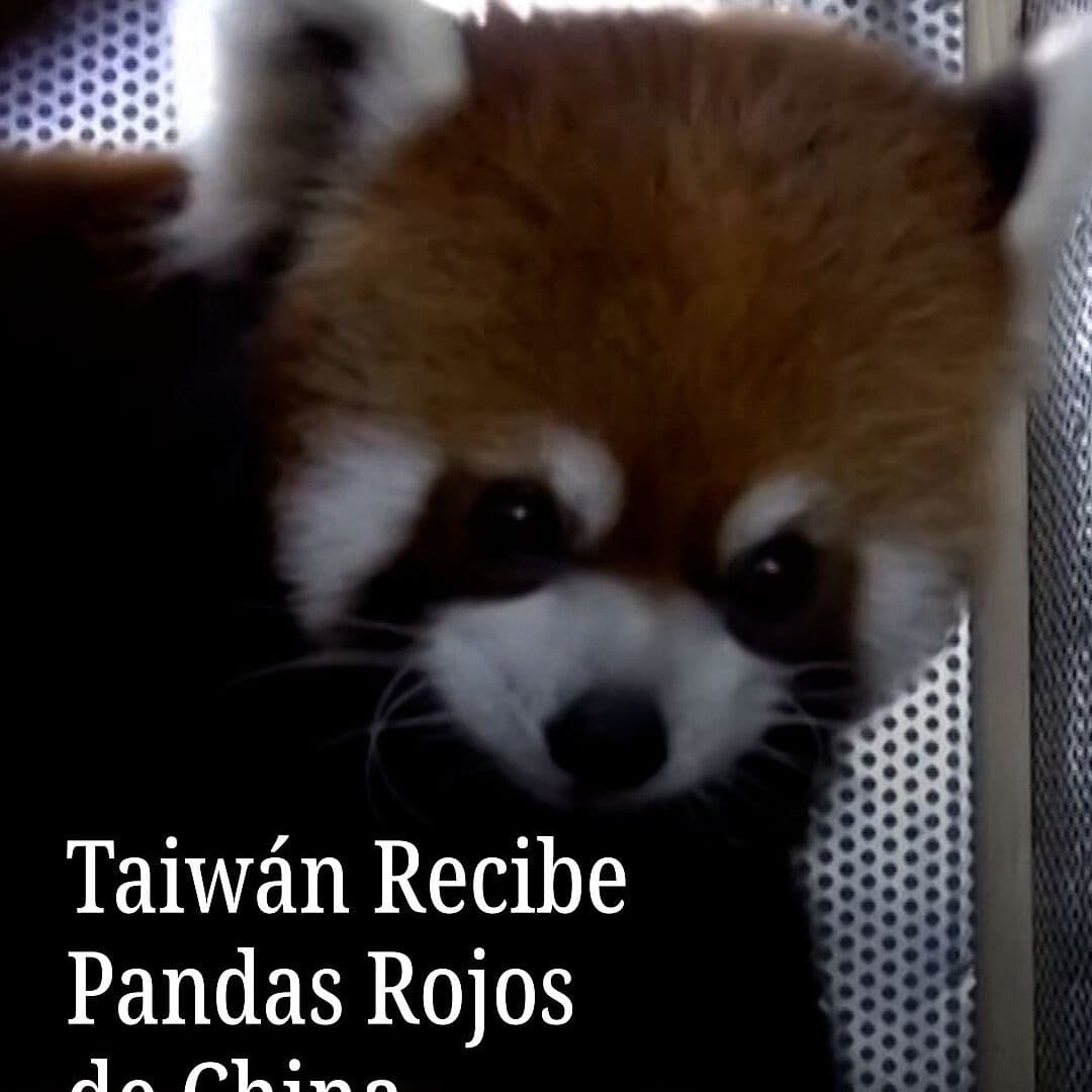 Taiwán Recibe Pandas Rojos Desde China