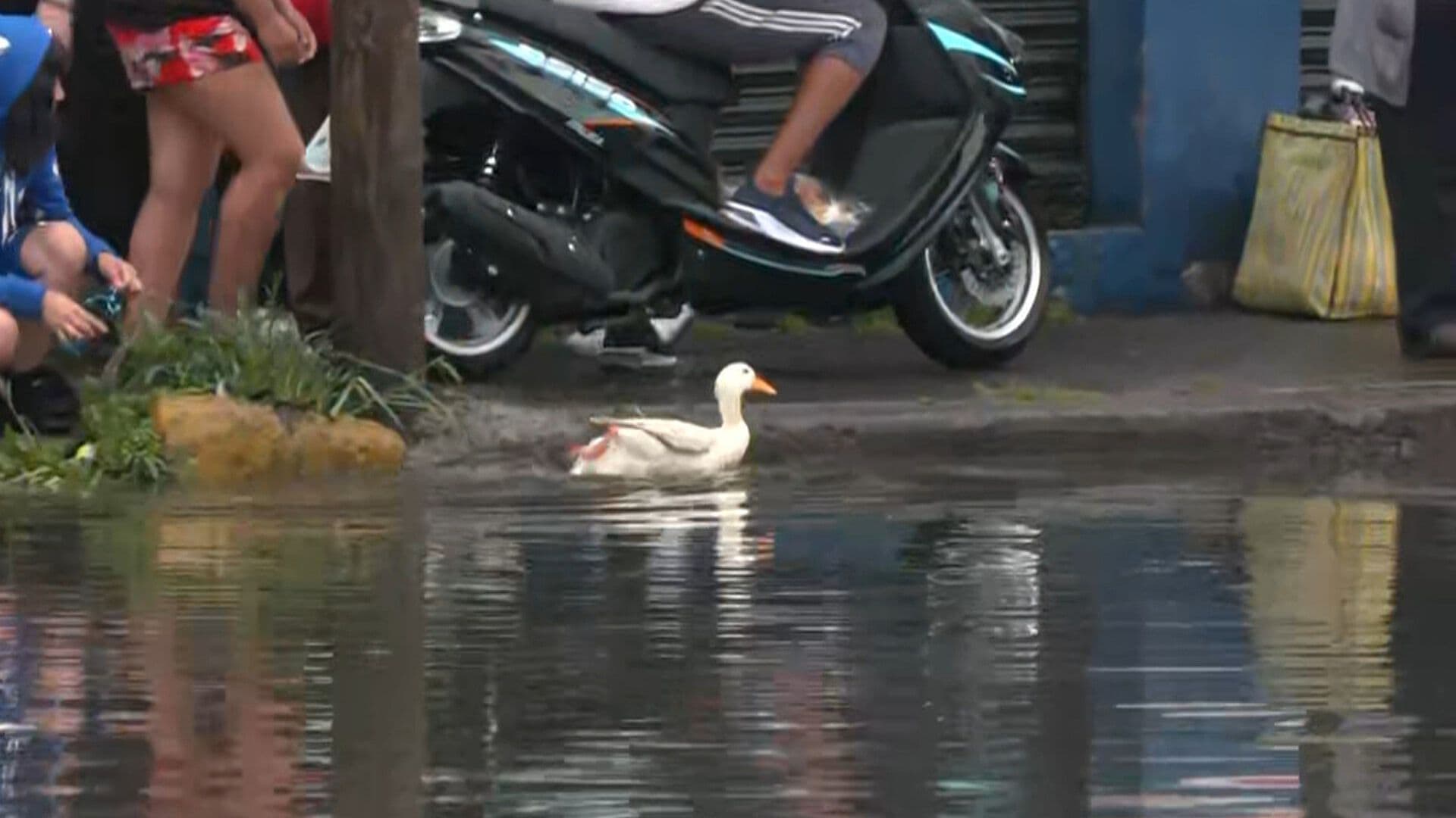 Familia Aprovecha la Inundación en la Calzada Ignacio Zaragoza y Saca a su Pato a Chapotear