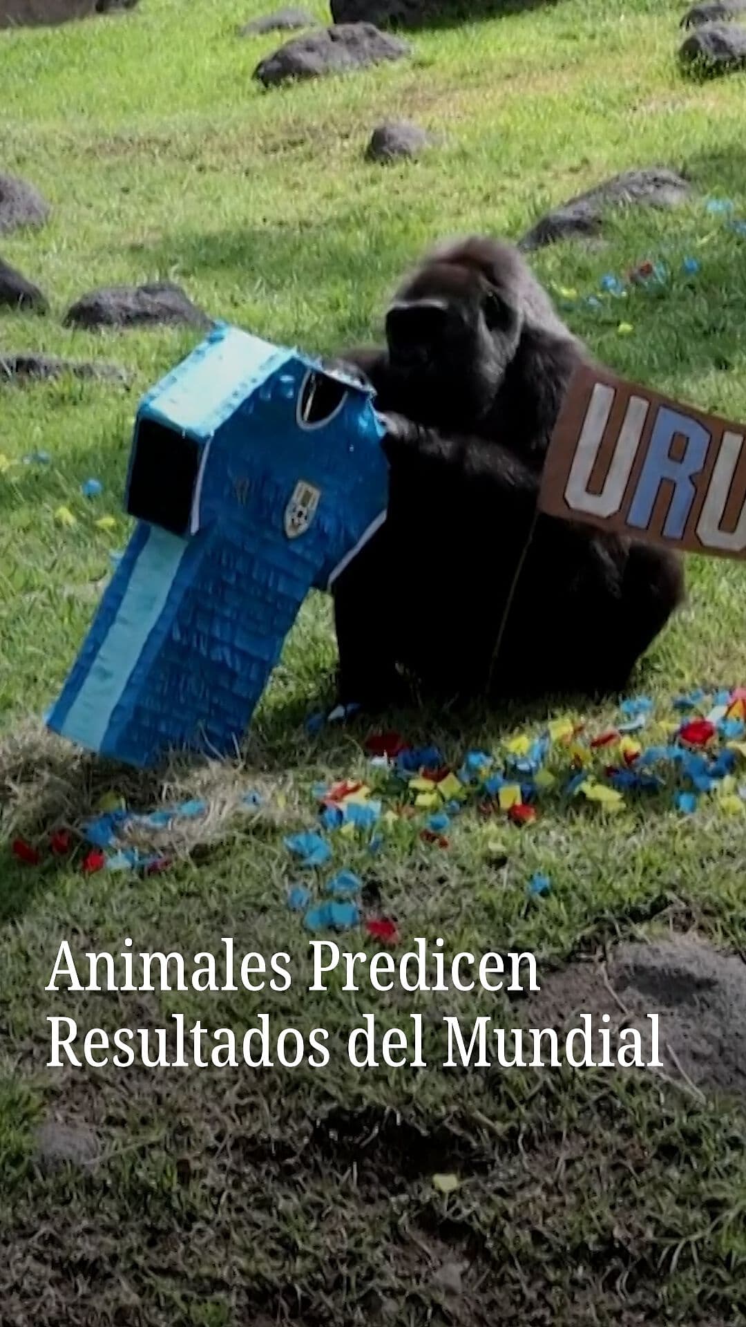 Animales Predicen Resultados del Mundial