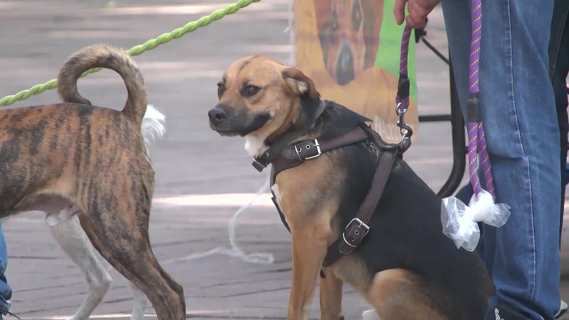 Impulsa UAQ Curso de Educación Canina para su Comunidad; ¿Cuándo?