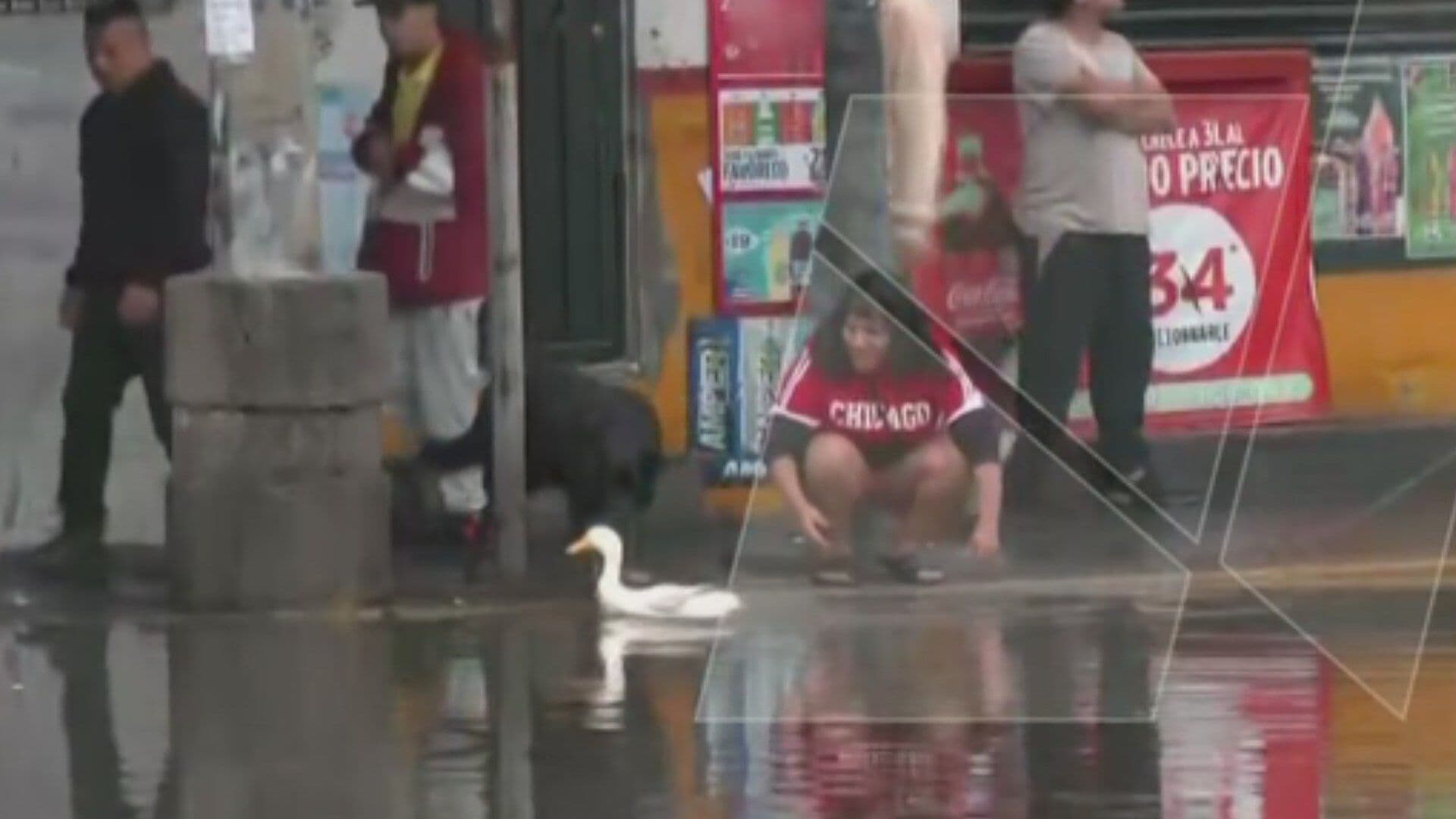 VIDEO: Sacan a Nadar a Patito en Medio de Inundación en Iztapalapa