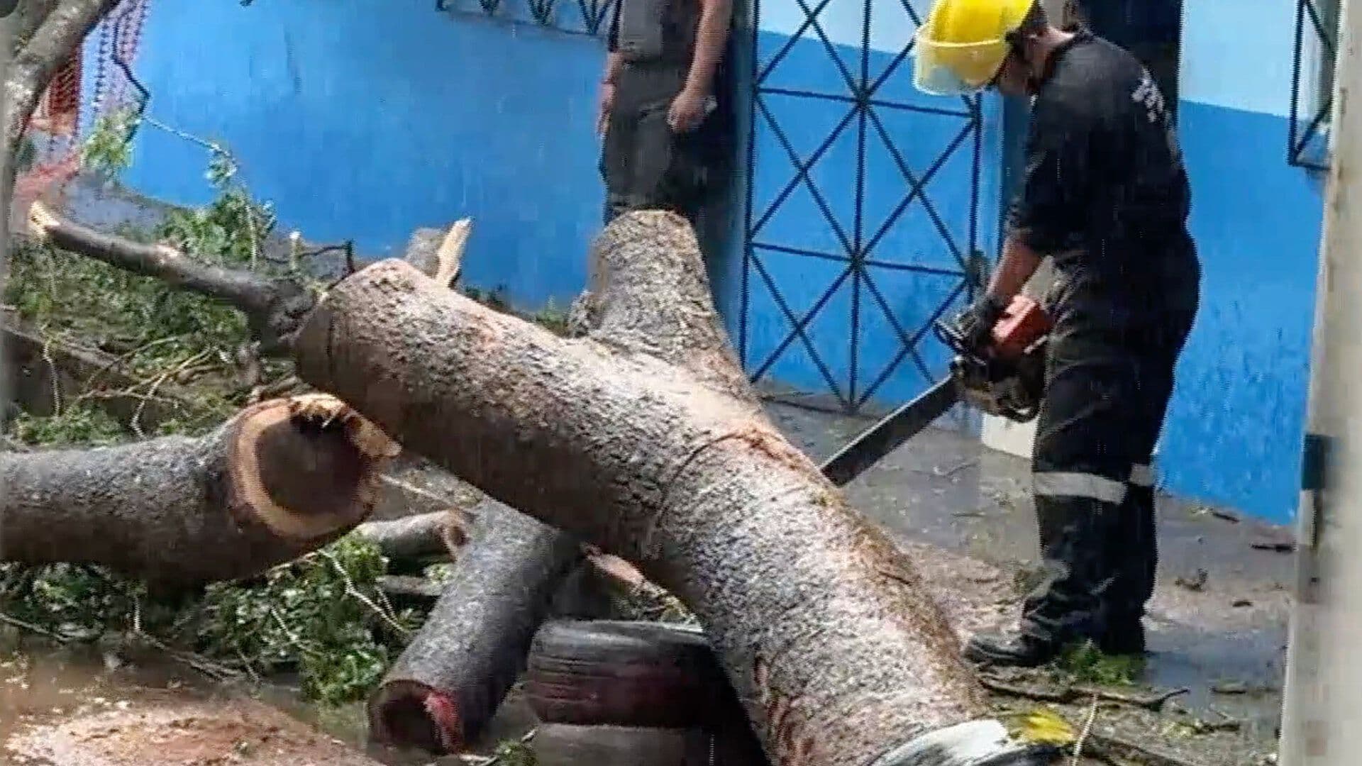 Árbol Cae Dentro de Escuela por Lluvias en Veracruz