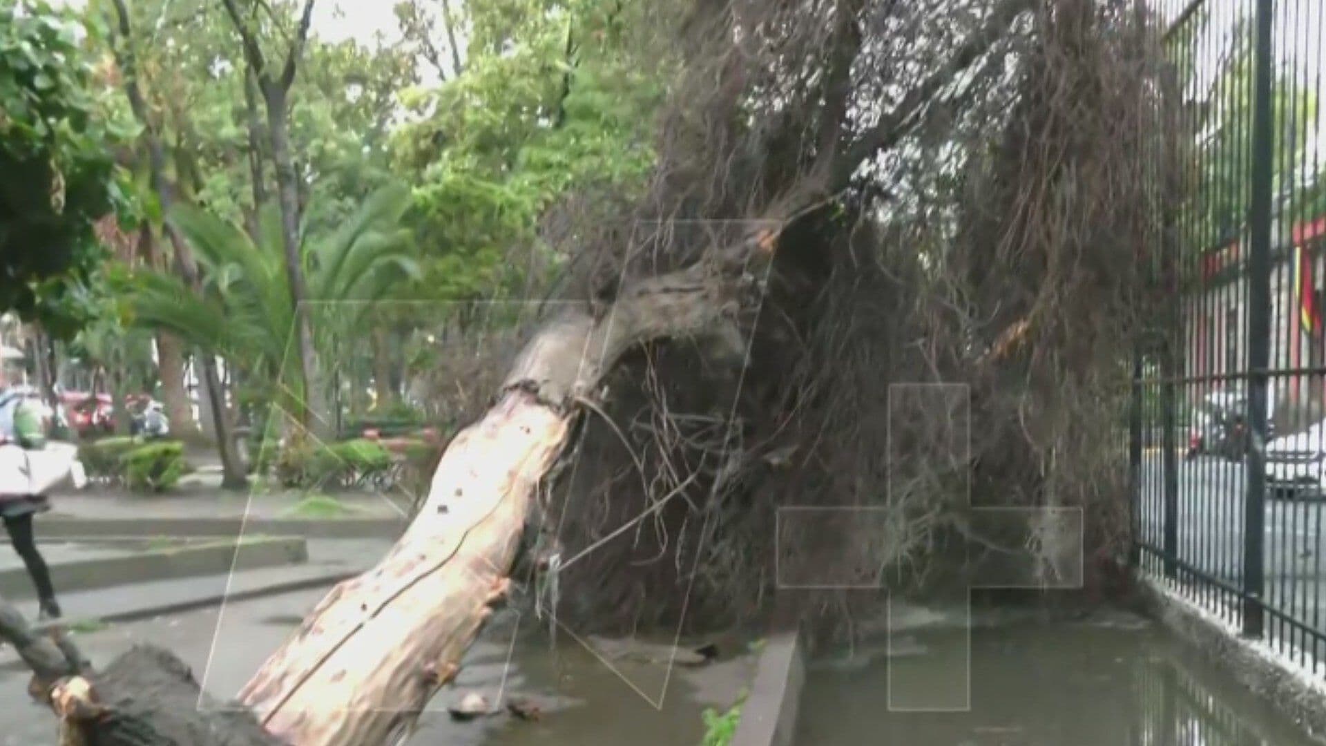 Intensas Lluvias en CDMX Derriban Árboles Hoy 8 de Junio
