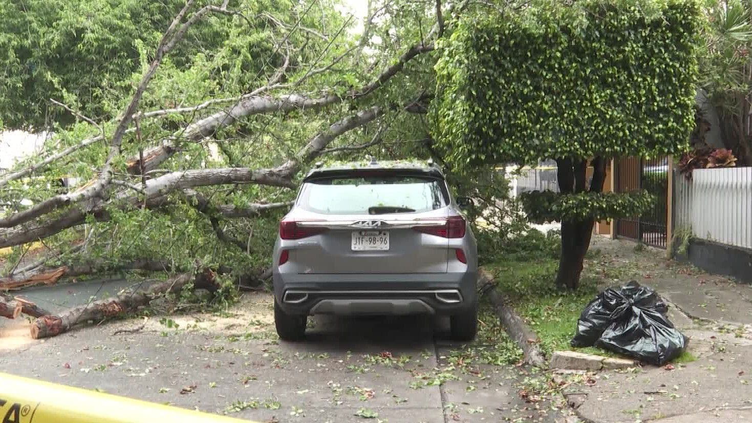 Árbol de 6 Metros de Altura Cae Sobre un Vehículo Compacto en Guadalajara