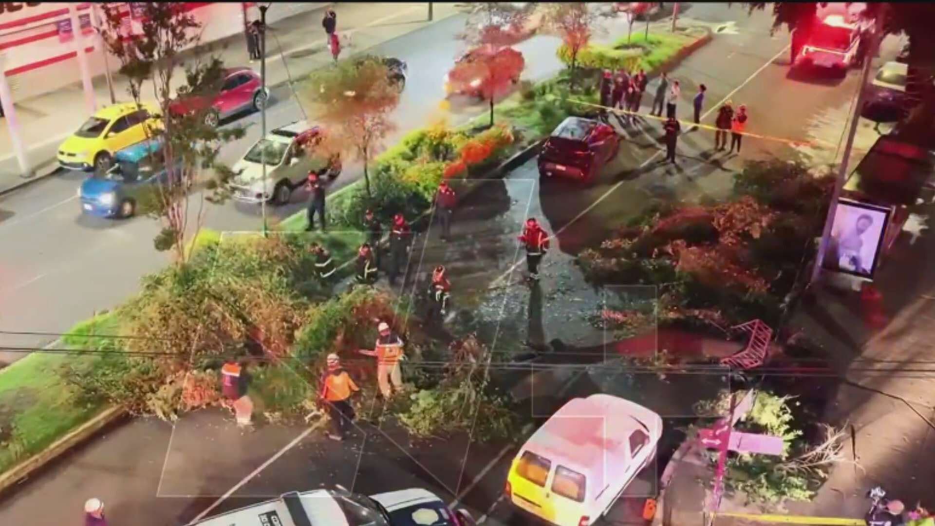 Conductor Lesionado tras Caída de Enorme Árbol en la Colonia Narvarte Oriente en CDMX
