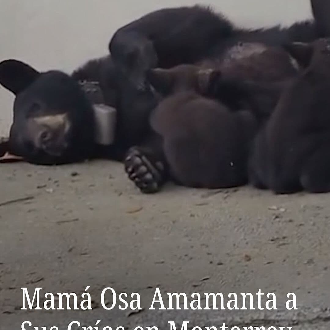 Mamá Osa Amamanta a Sus Crías en Monterrey
