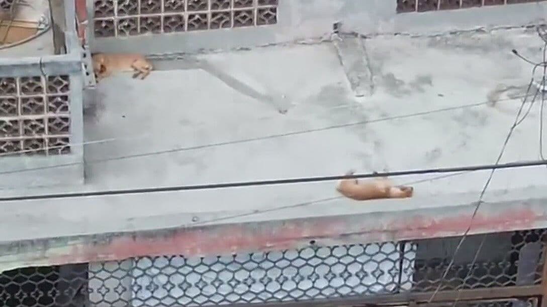 Sufren Perritos Bajo el Sol en Monterrey Los Tienen en el Techo de una Casa