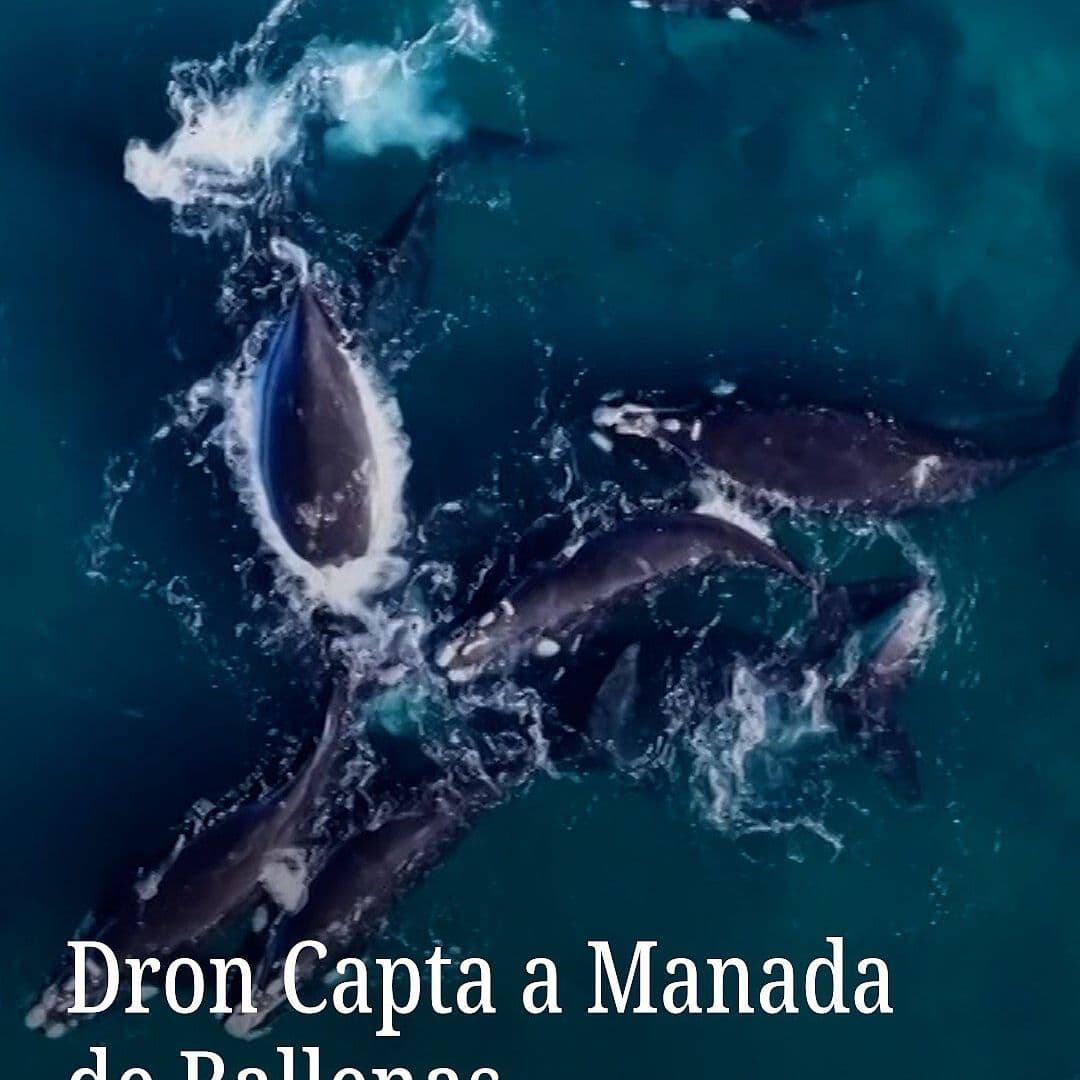 Dron Capta a Manada de Ballenas