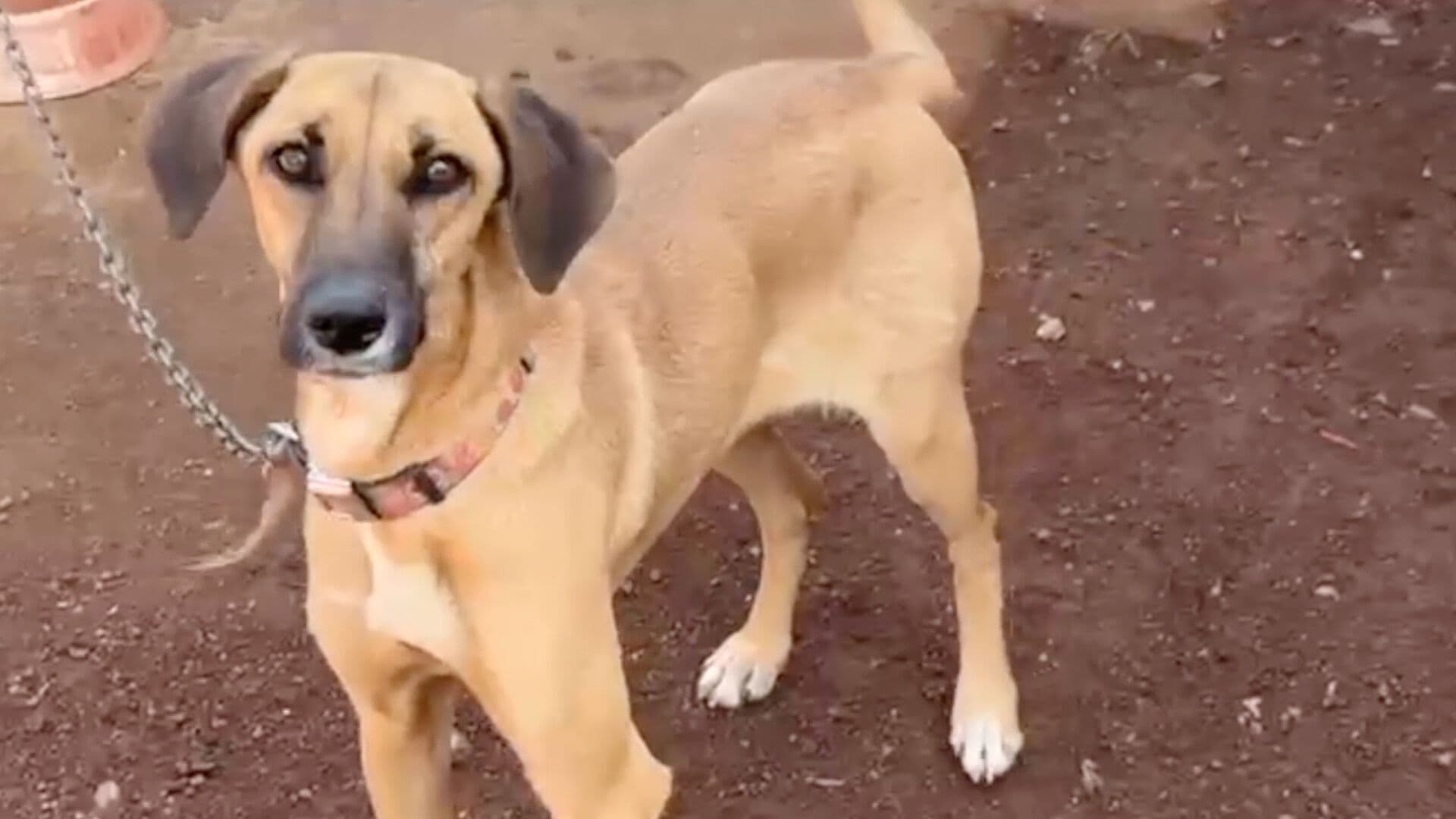 Gusano Barrenador se Propaga Más Rápido en Animales de Compañía Aseguran Expertos en Xalapa