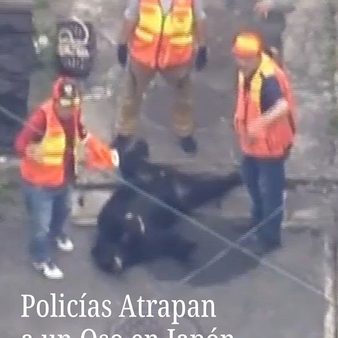 Policías Atrapan a un Oso en Japón