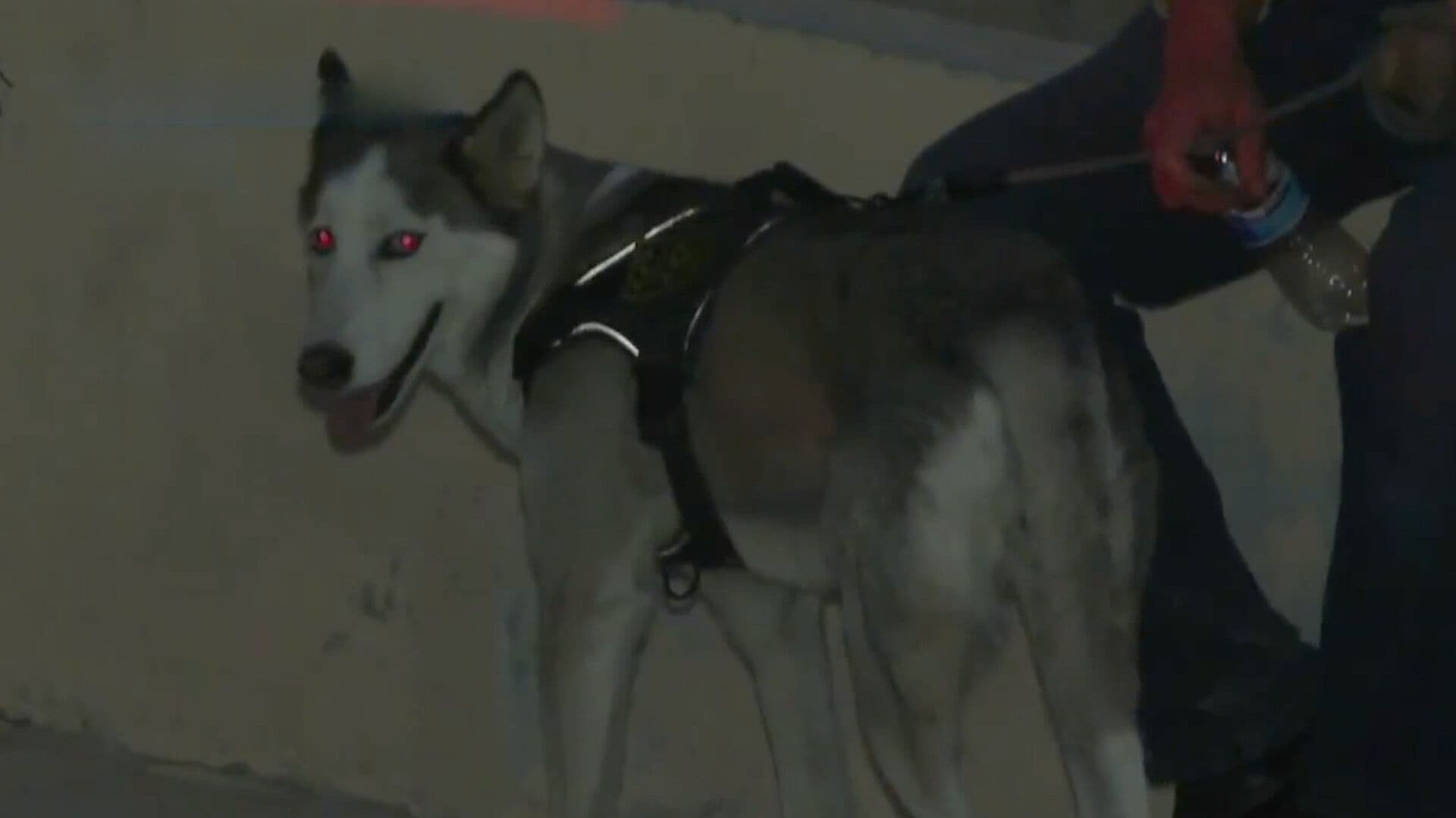 Autoridades Pedirán Uso de Bozal en Mascotas Durante Eventos Masivos en Ciudad Juárez