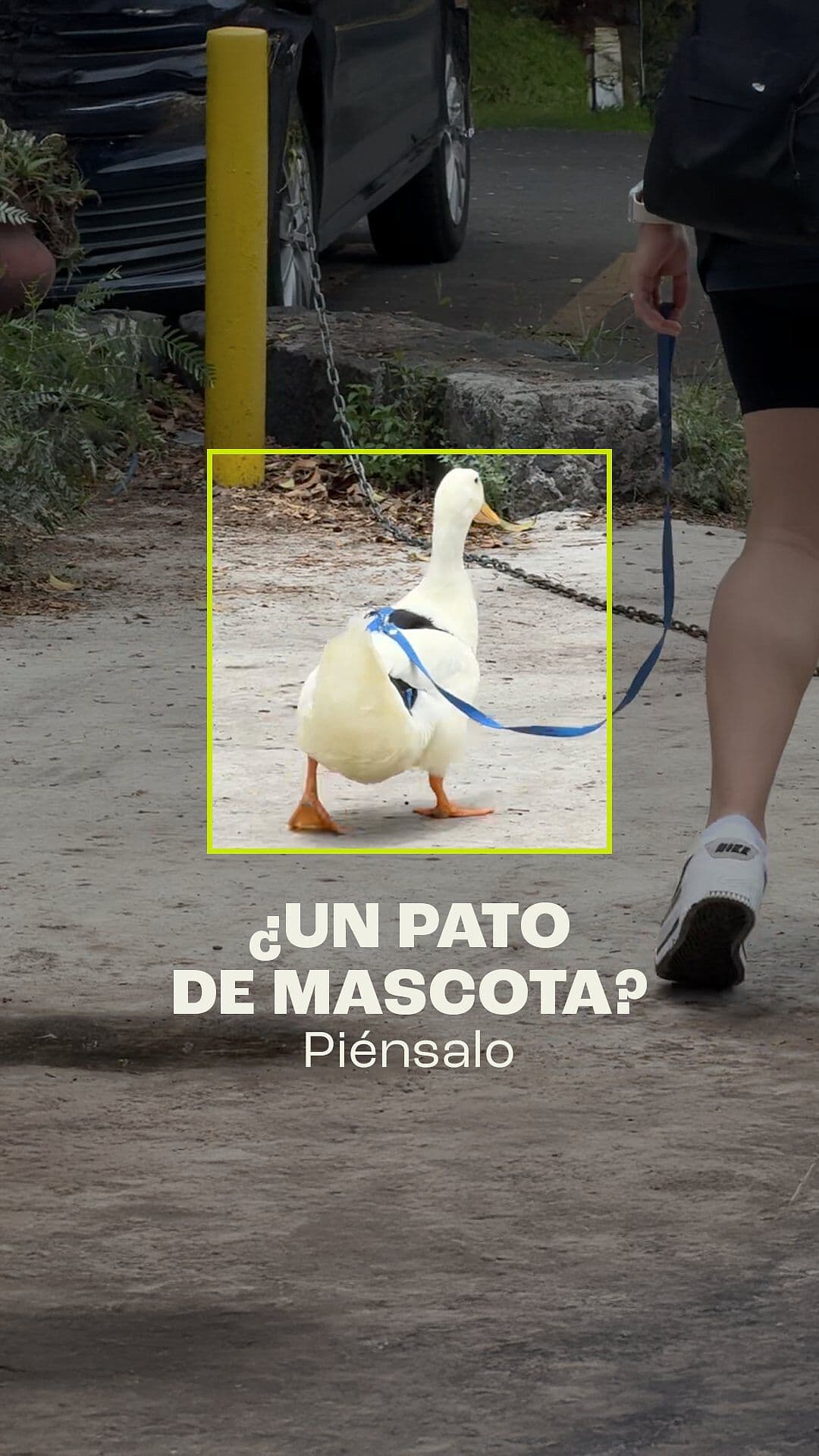 ¿Un Pato de Mascota? Piénsalo