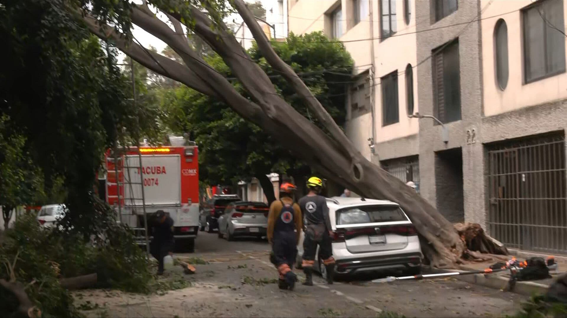 Árbol Gigante Cae Hoy Sobre Vehículo en la Anzures, CDMX
