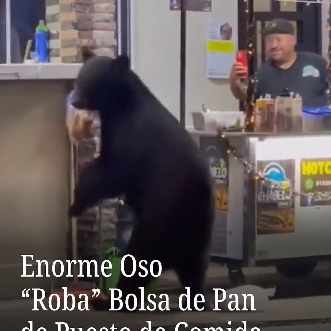 Enorme Oso “Roba” Bolsa de Pan de Puesto de Comida
