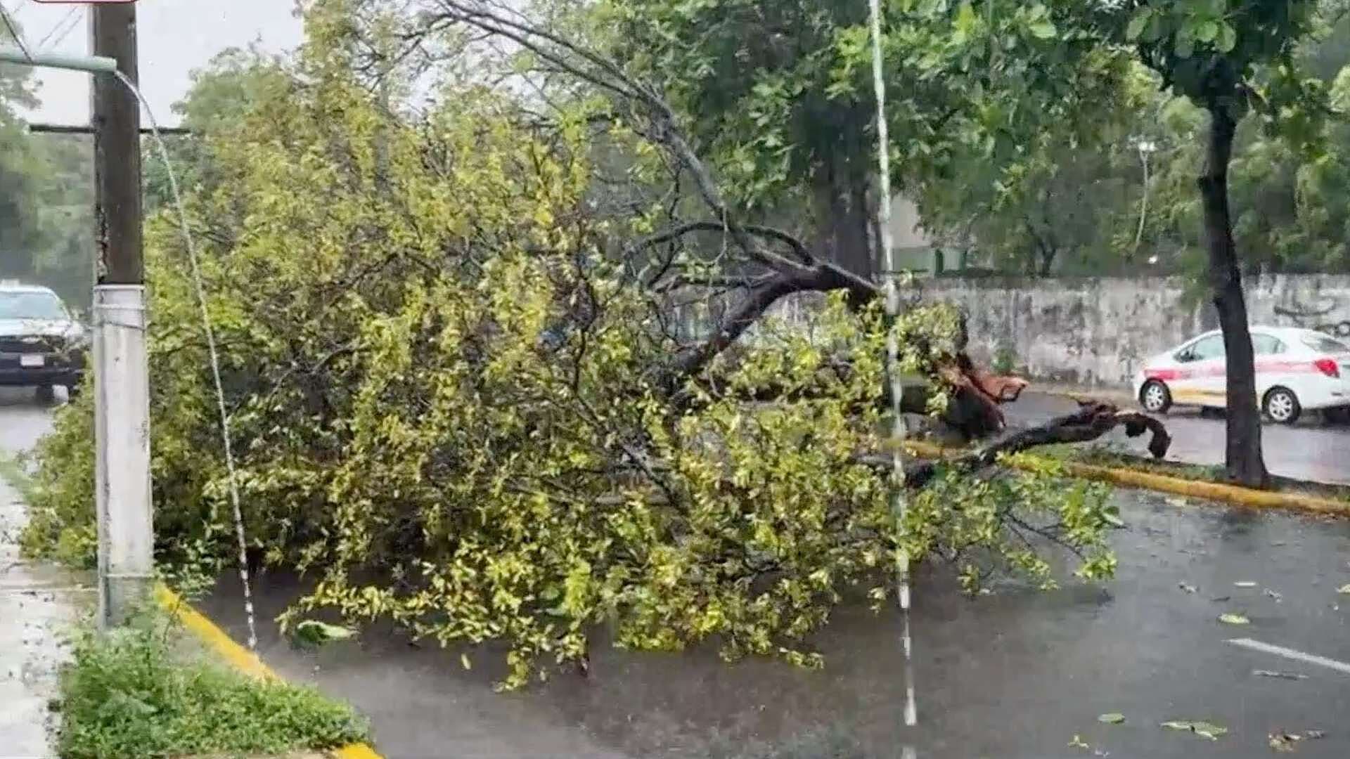Lluvia Derriba Árbol de Gran Tamaño Frente a Escuela en Boca del Río, Veracruz