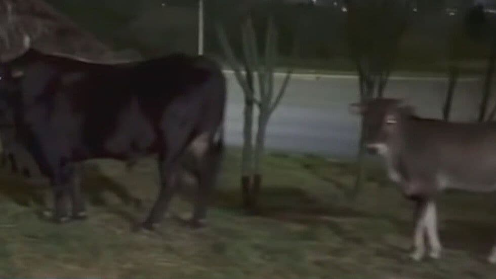 Sorprende Ganado en Camellón en García NL
