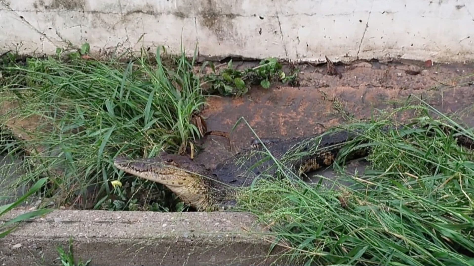Captura de Cocodrilo en Tampico