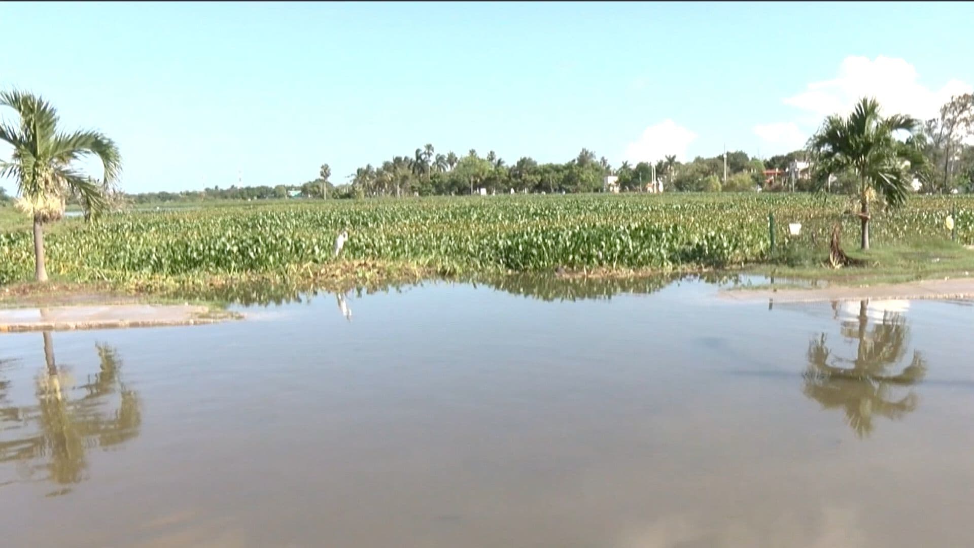 Se Desborda Laguna Nuevo Amanecer en Ciudad Madero; Hay Avistamiento de Cocodrilos