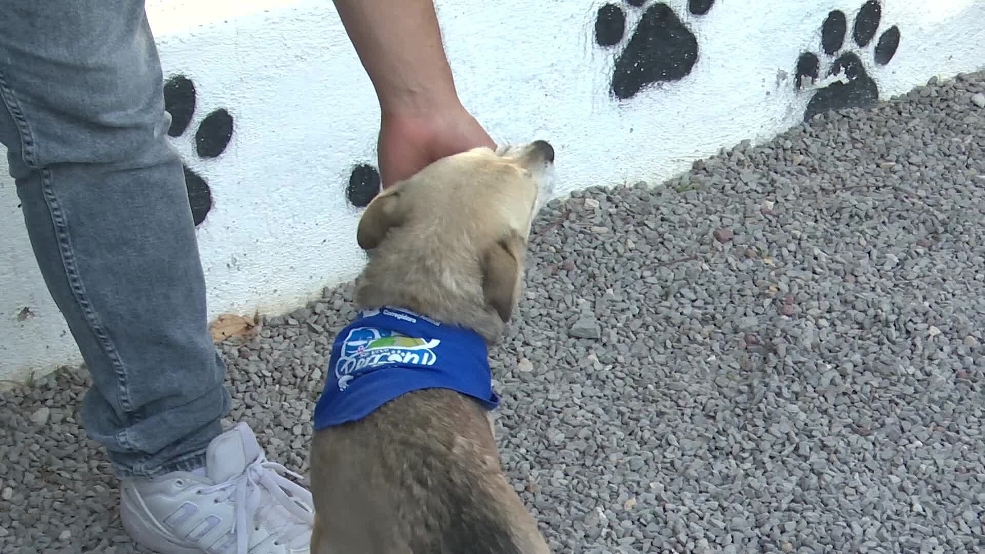 Abandono de Mascotas Agrava la Problemática de Perros Callejeros en Querétaro