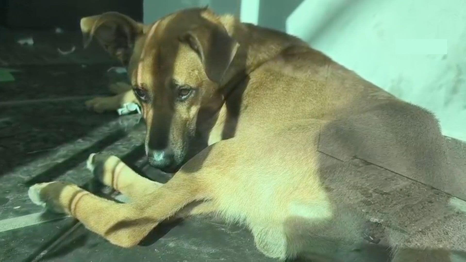 Perro Pancho Desaparecido Localizado en Universidad Cuauhtémoc Puebla Colonia Belisario Domínguez