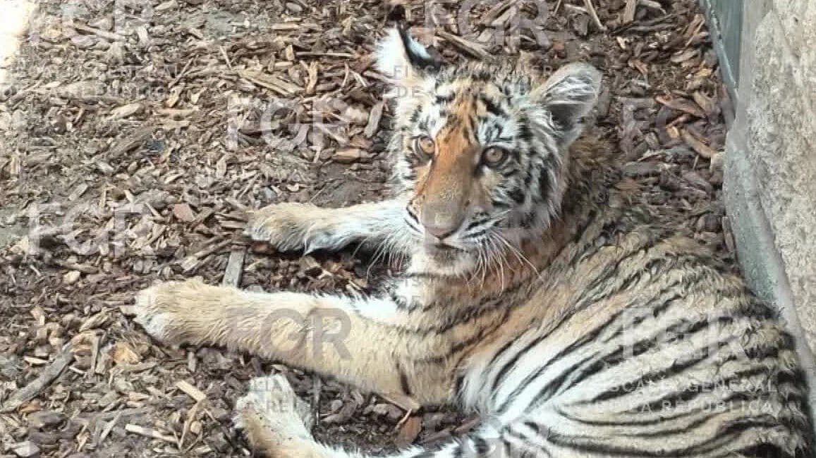 Aseguran Animales Exóticos en una Finca de Zapopan, Entre ellos Un Tigre de Bengala